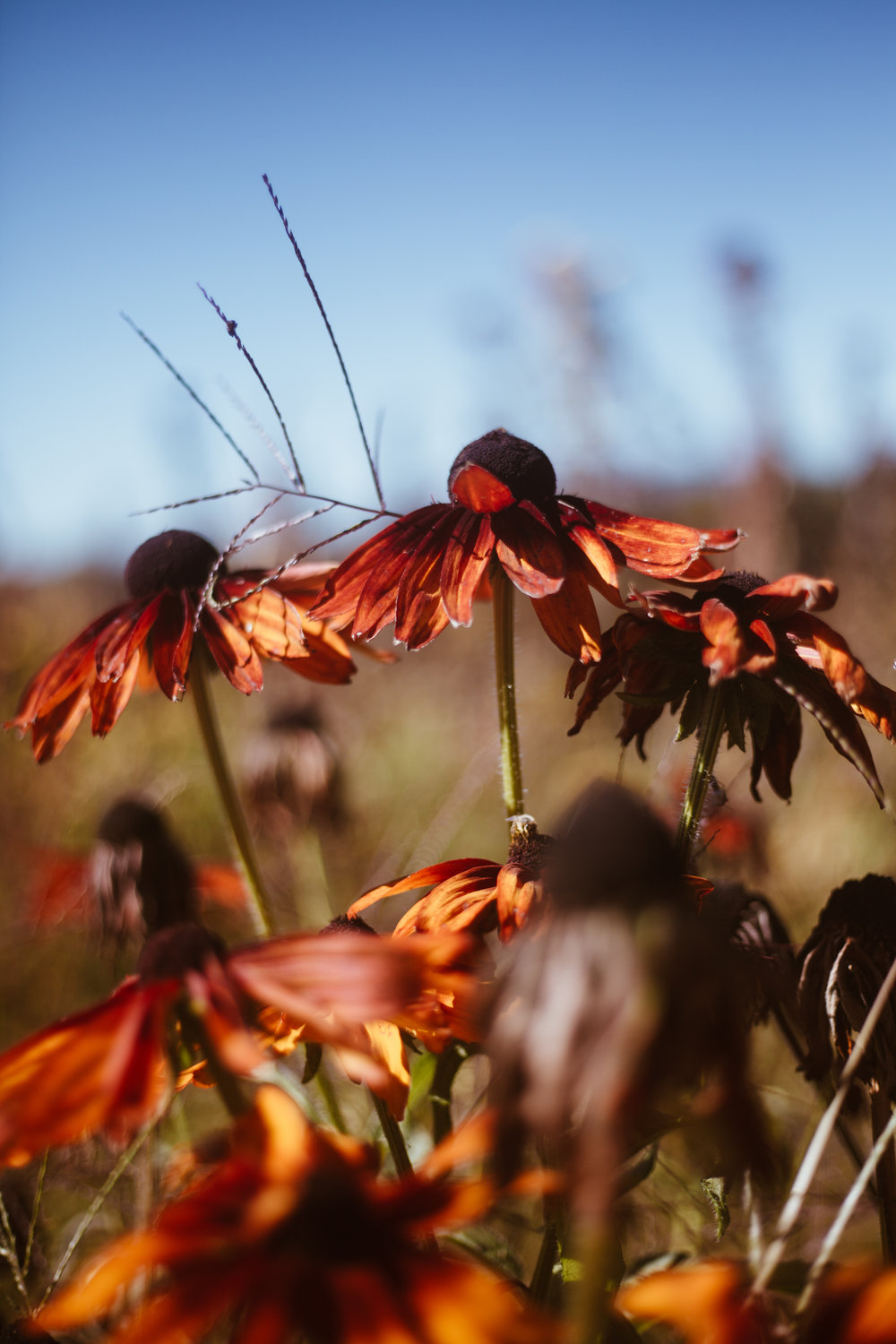 Though fall is creeping in, a stroll through the flower garden at Rosaly’s reveals many blossoms still putting on a show!