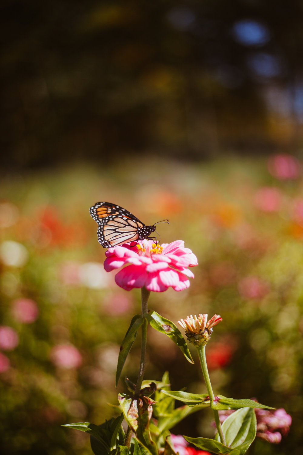 Though fall is creeping in, a stroll through the flower garden at Rosaly’s reveals many blossoms still putting on a show!