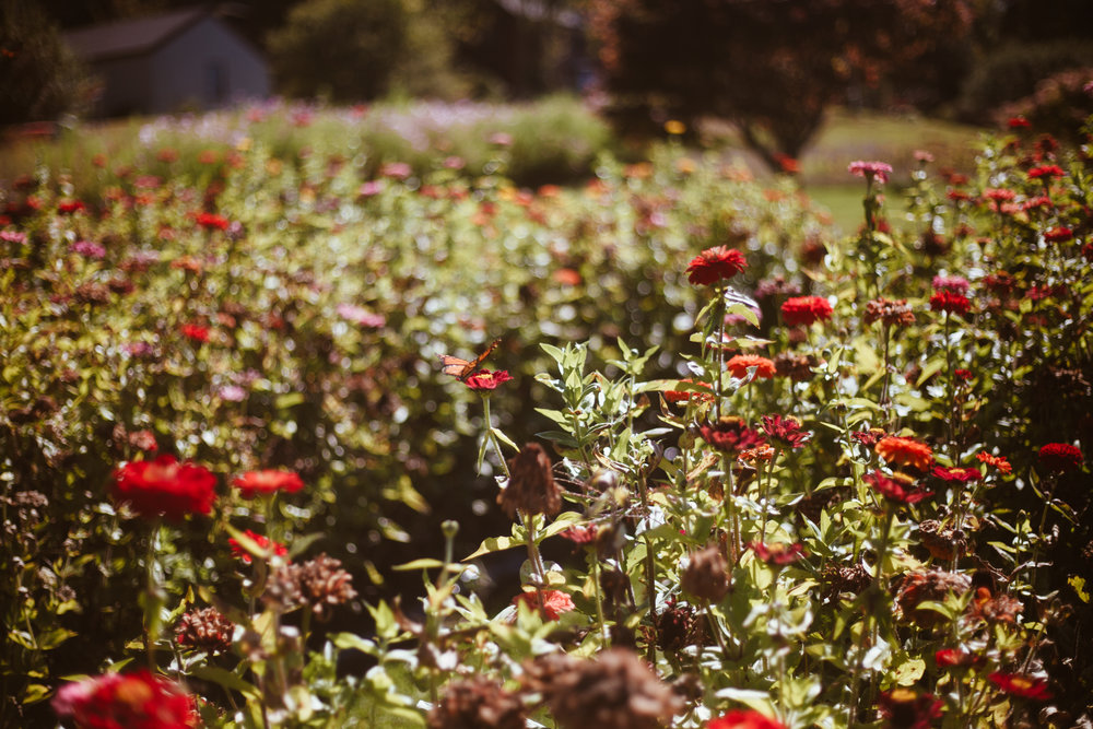 Though fall is creeping in, a stroll through the flower garden at Rosaly’s reveals many blossoms still putting on a show!