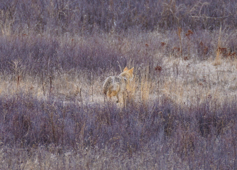 coyote-2.jpg