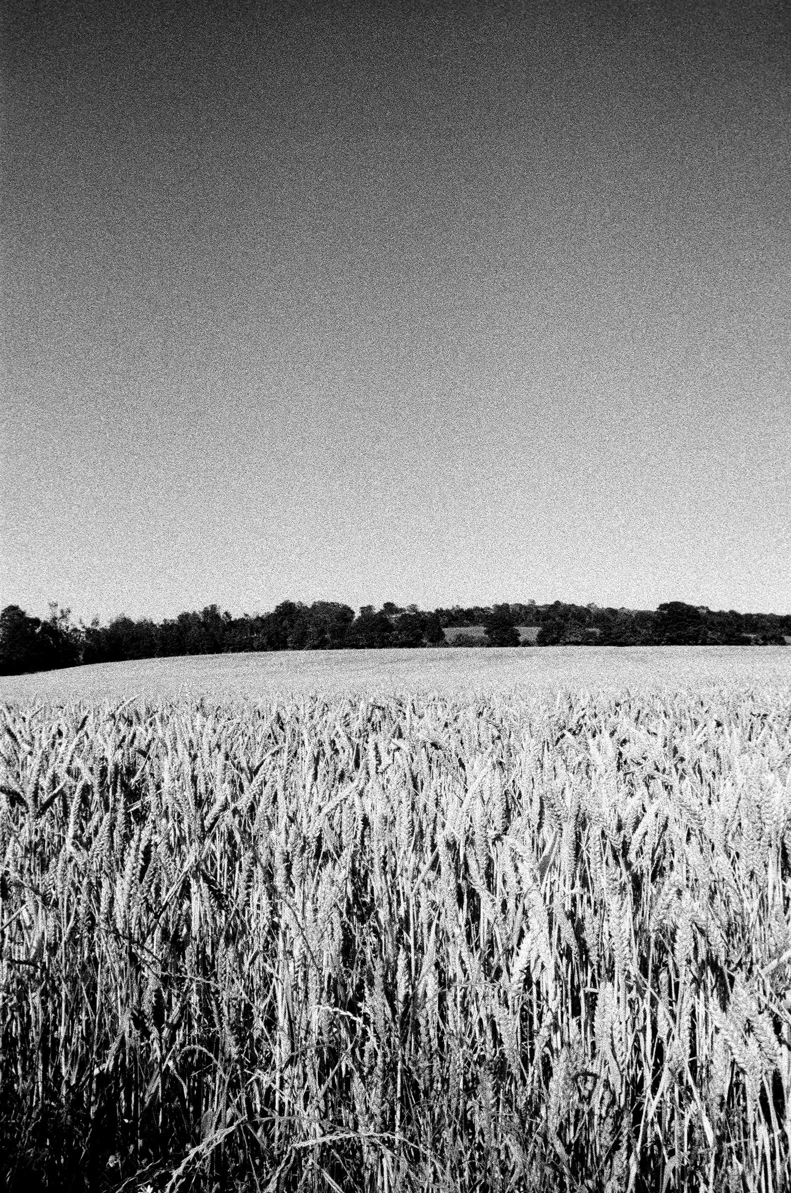 Wheat-field.jpg
