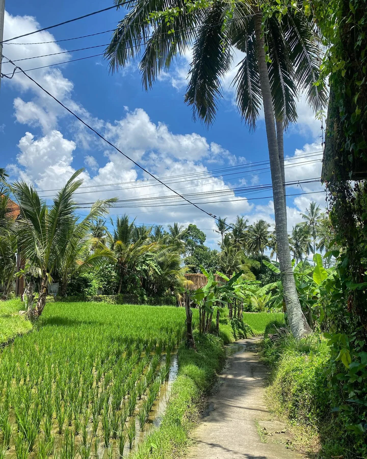 Rain = Green ❤️🙏☀️