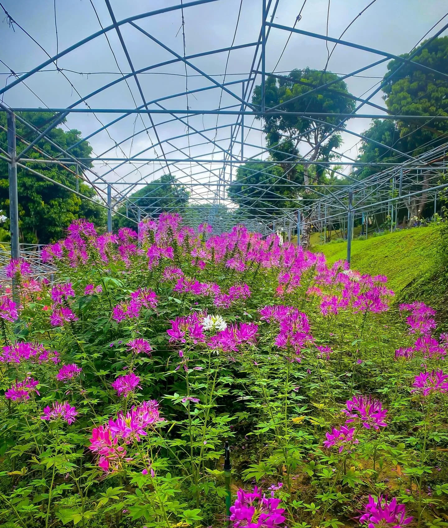 Flower farm Homestay Chiang Dao. 🌸 🌺