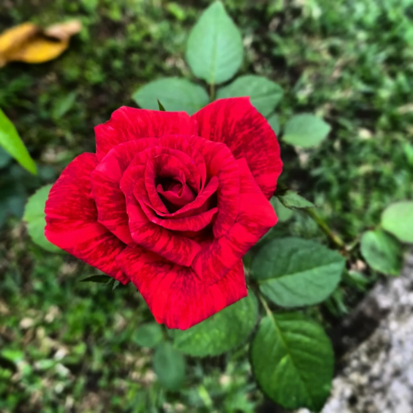 A Rose by any other name 🌹 🙏❤️&zwj;🩹
&mdash; our garden is in full bloom and we were surprised to have this Rose bloom. It&rsquo;s called the &ldquo;Intuition Rose&rdquo; - it signifies a deep connection to the natural world, love, romance and pas