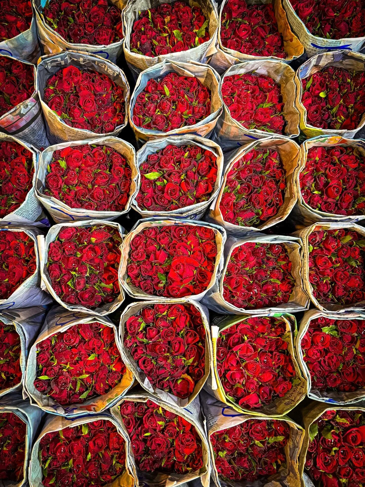 #bangkok #thailand #visitthailand 
#summerthailand #portraitphotography
#33trekking #natgeo #natgeotravel #roses 
#photography #worldtravel #shotoniphone #travelphotography #travelandleisureasia #live laugh love #adobe #lightroom #photoblog #tourism 