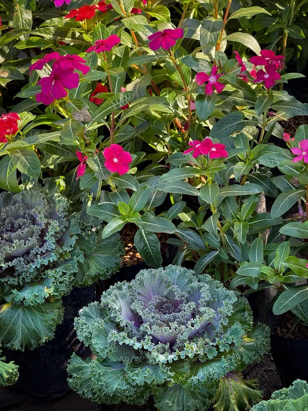 #bangkok #flowers #thailand #travel #photography