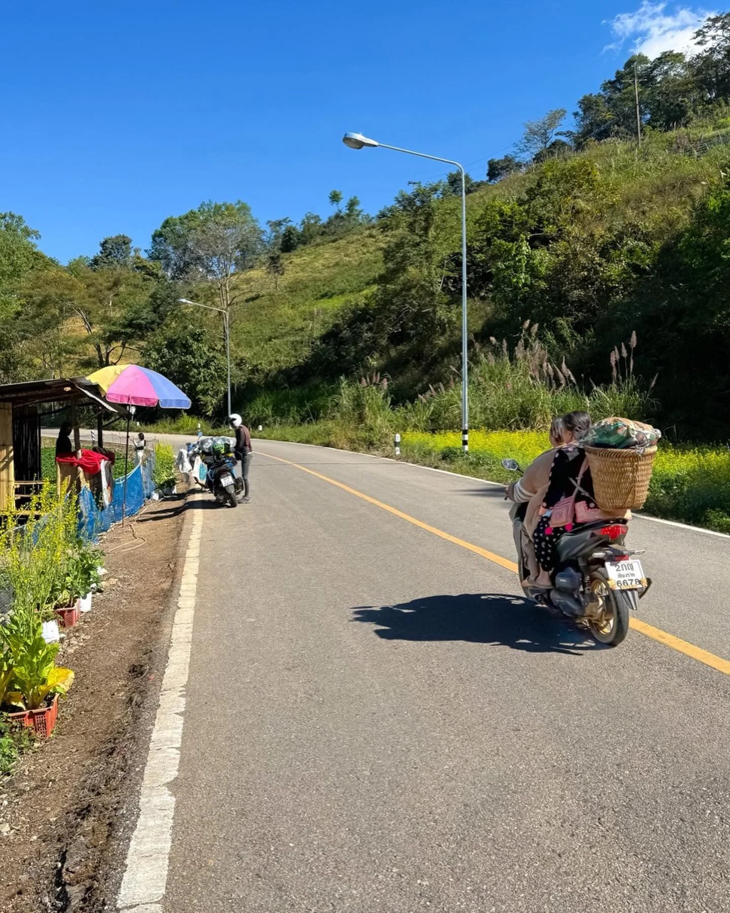 #thailand #mountains #freshstrawberries
