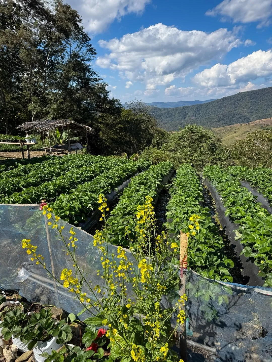 #thailand #strawberries #mountains