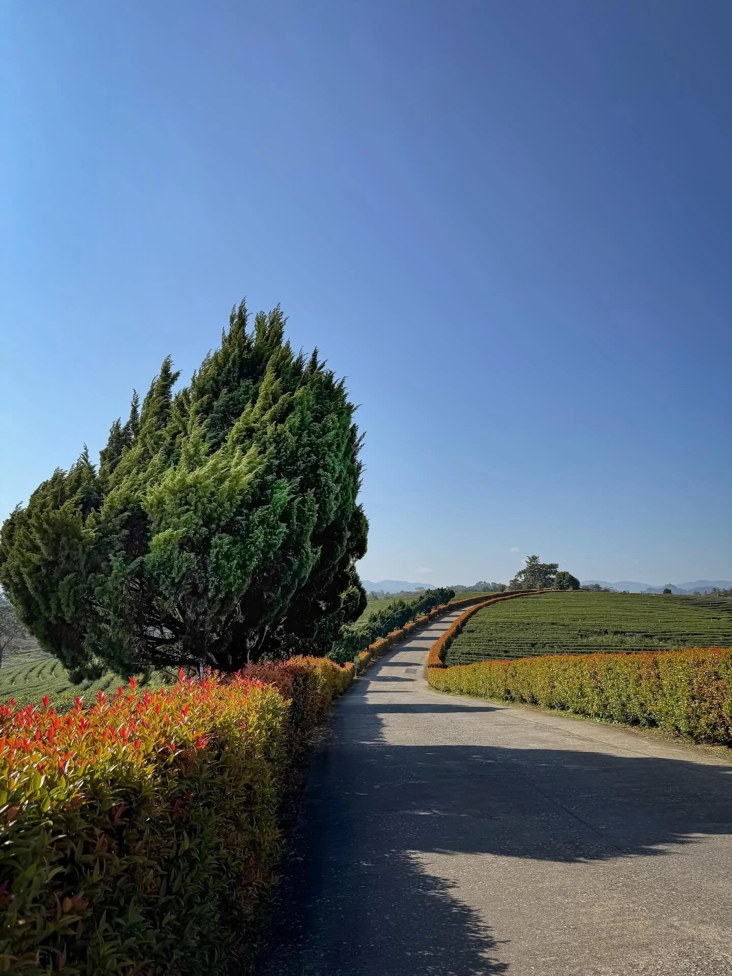 #thailand #tea #roadtrip
