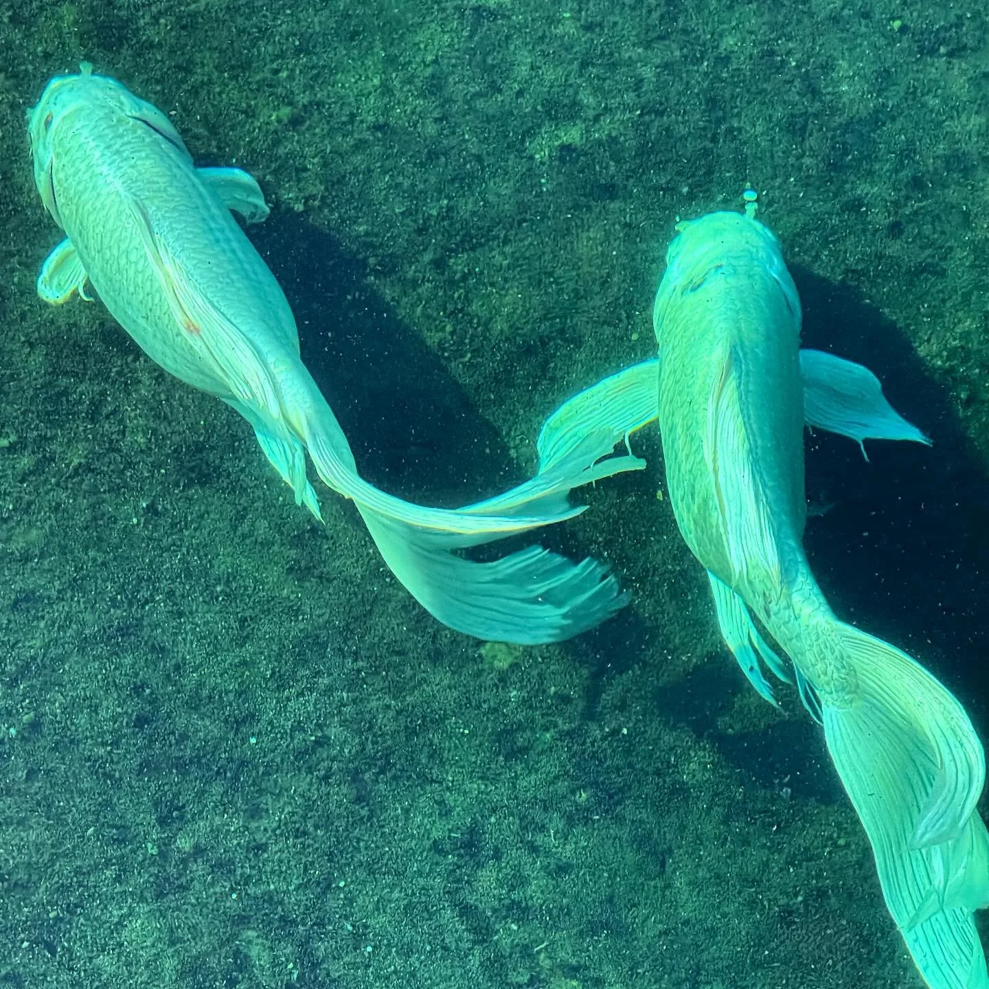 #koifish #thailand #chiangrai #motorbiketrip