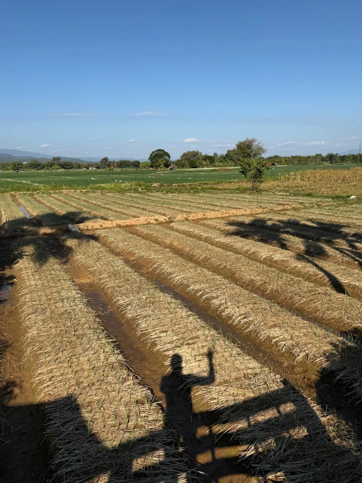 #thailand #roadtrip #motorbike #sillouette