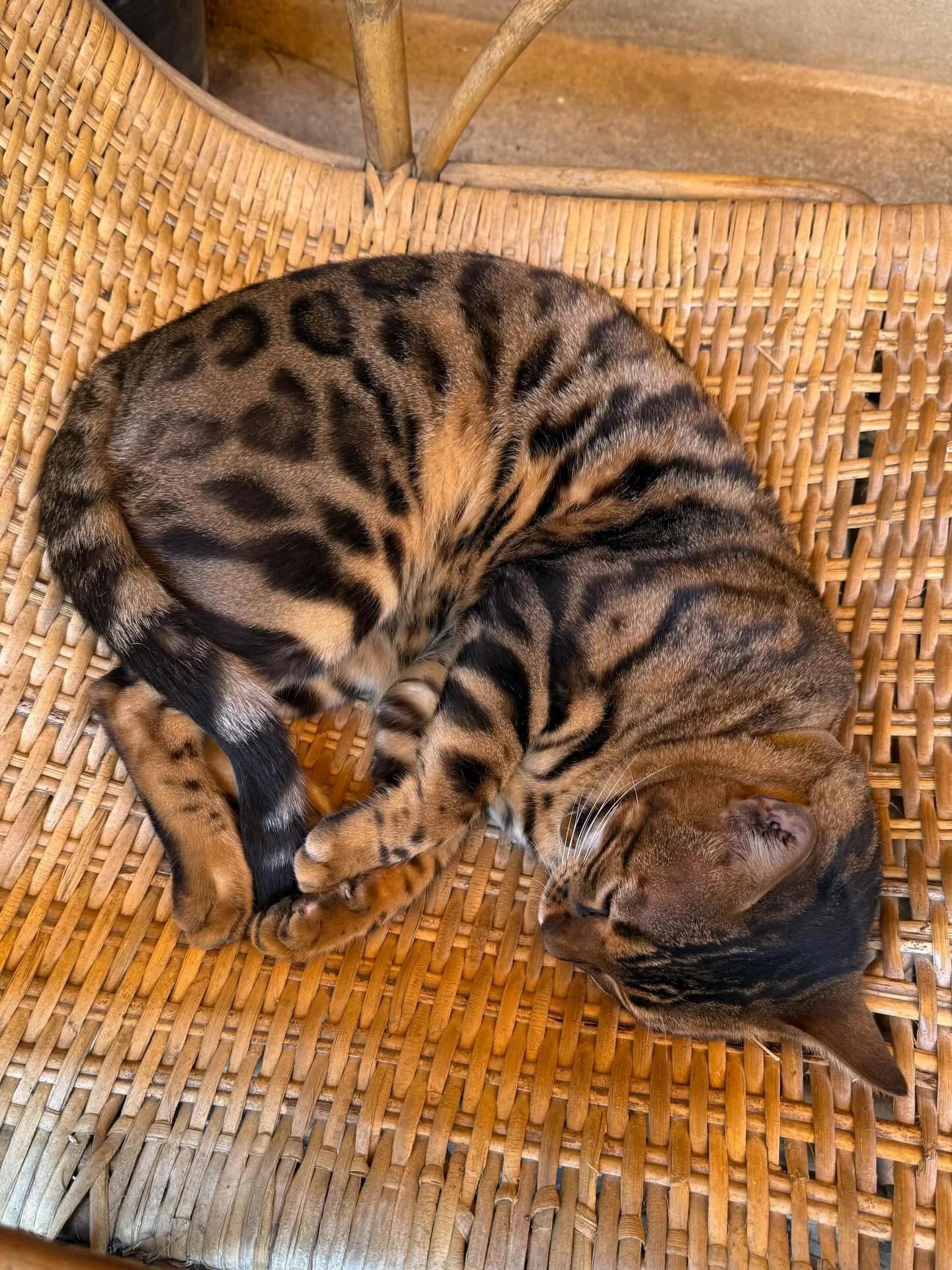 #cats #sleepycats #thailand