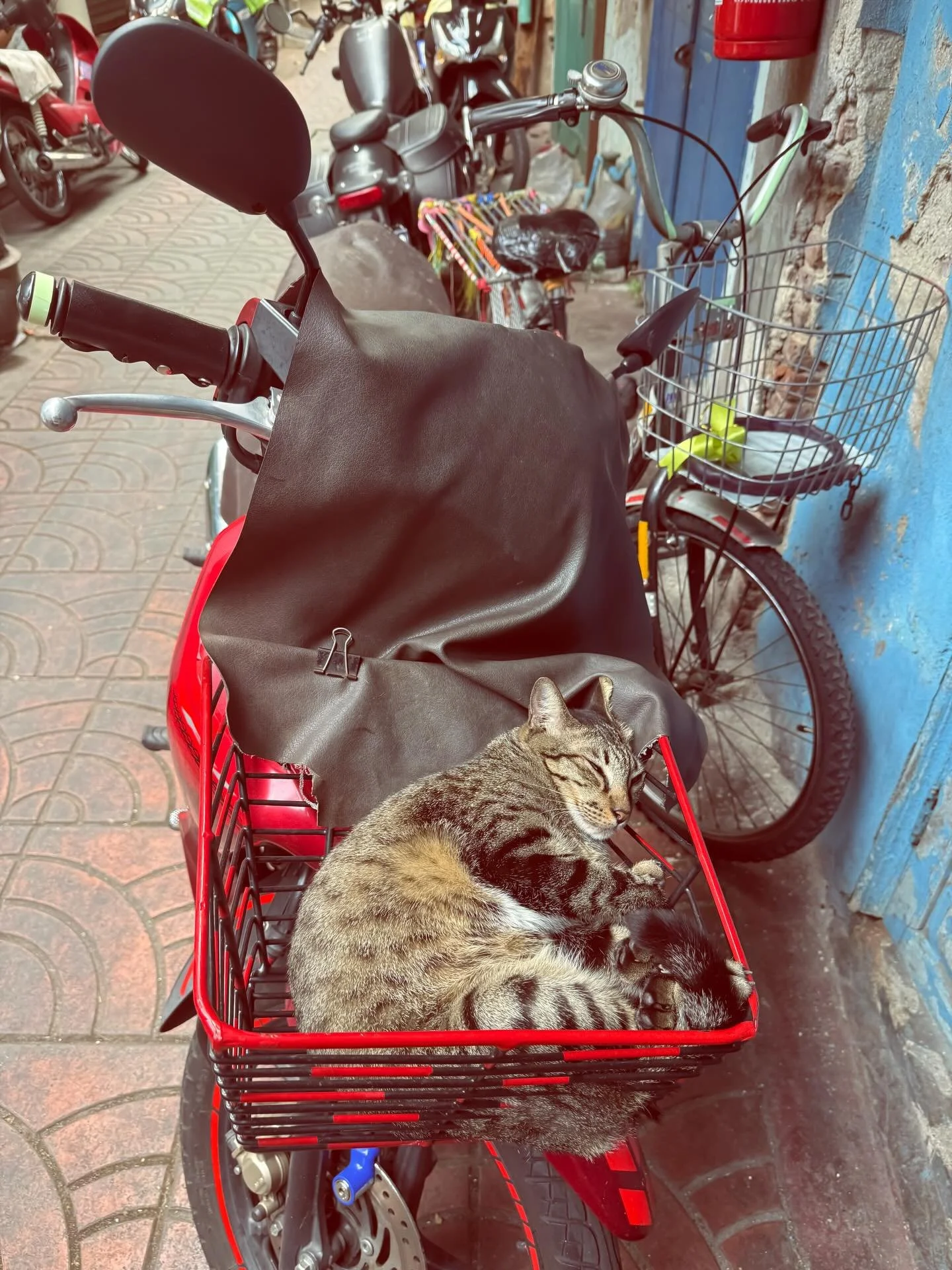 #sleepycat #thailand