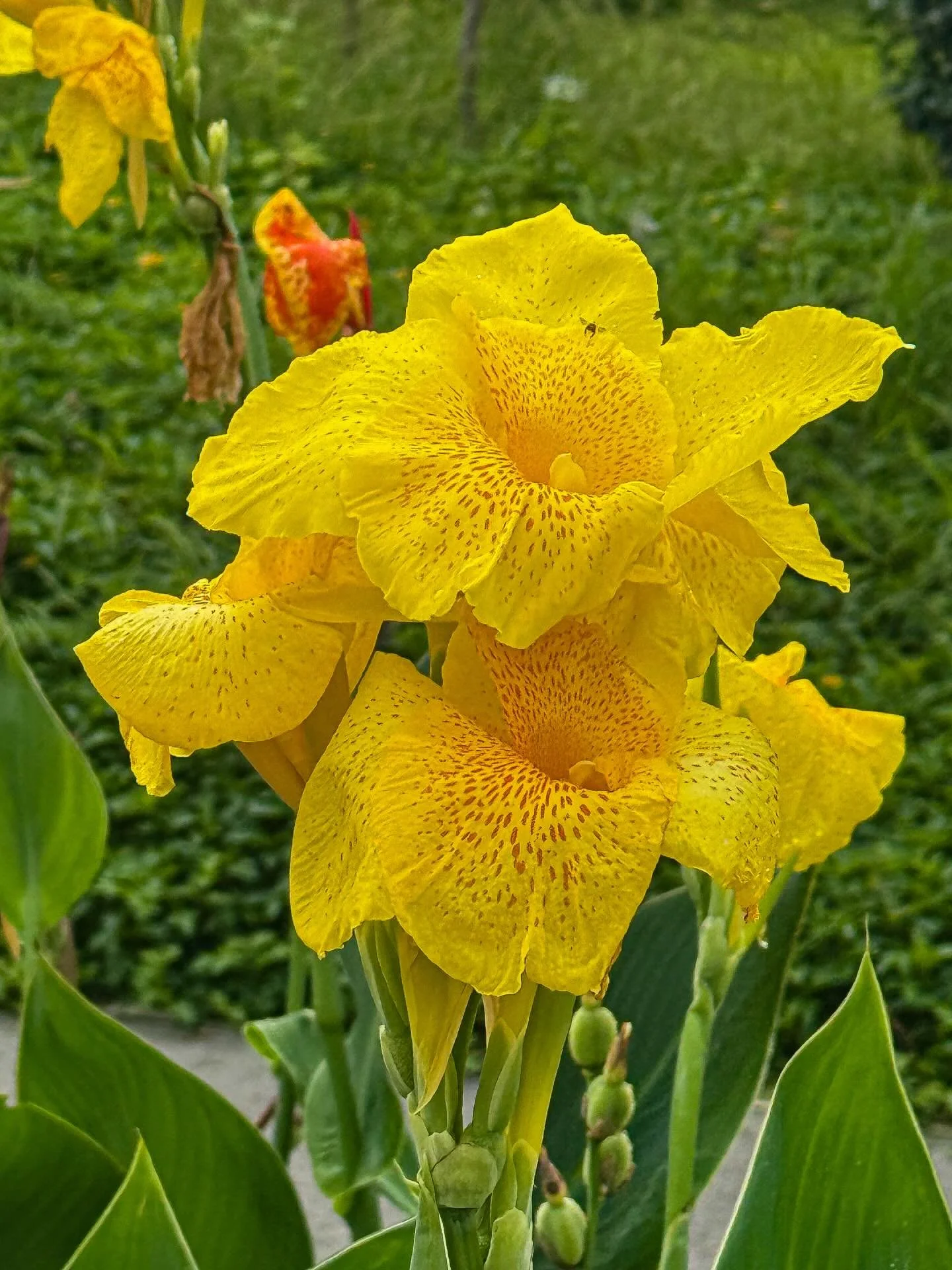 #flowersofthailand #thailand #bangkok #flowers #explorethailand
