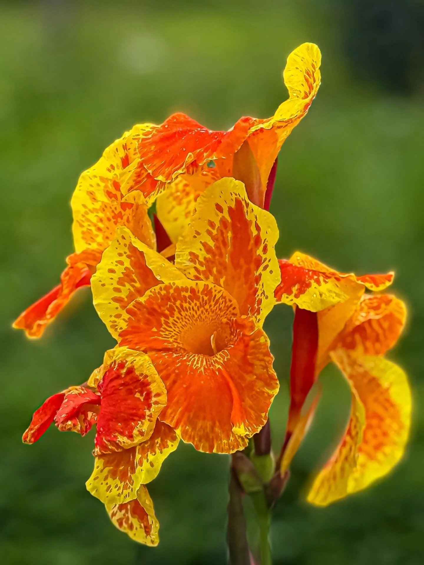 #flowersofthailand #thailand #bangkok #flowers #explorethailand