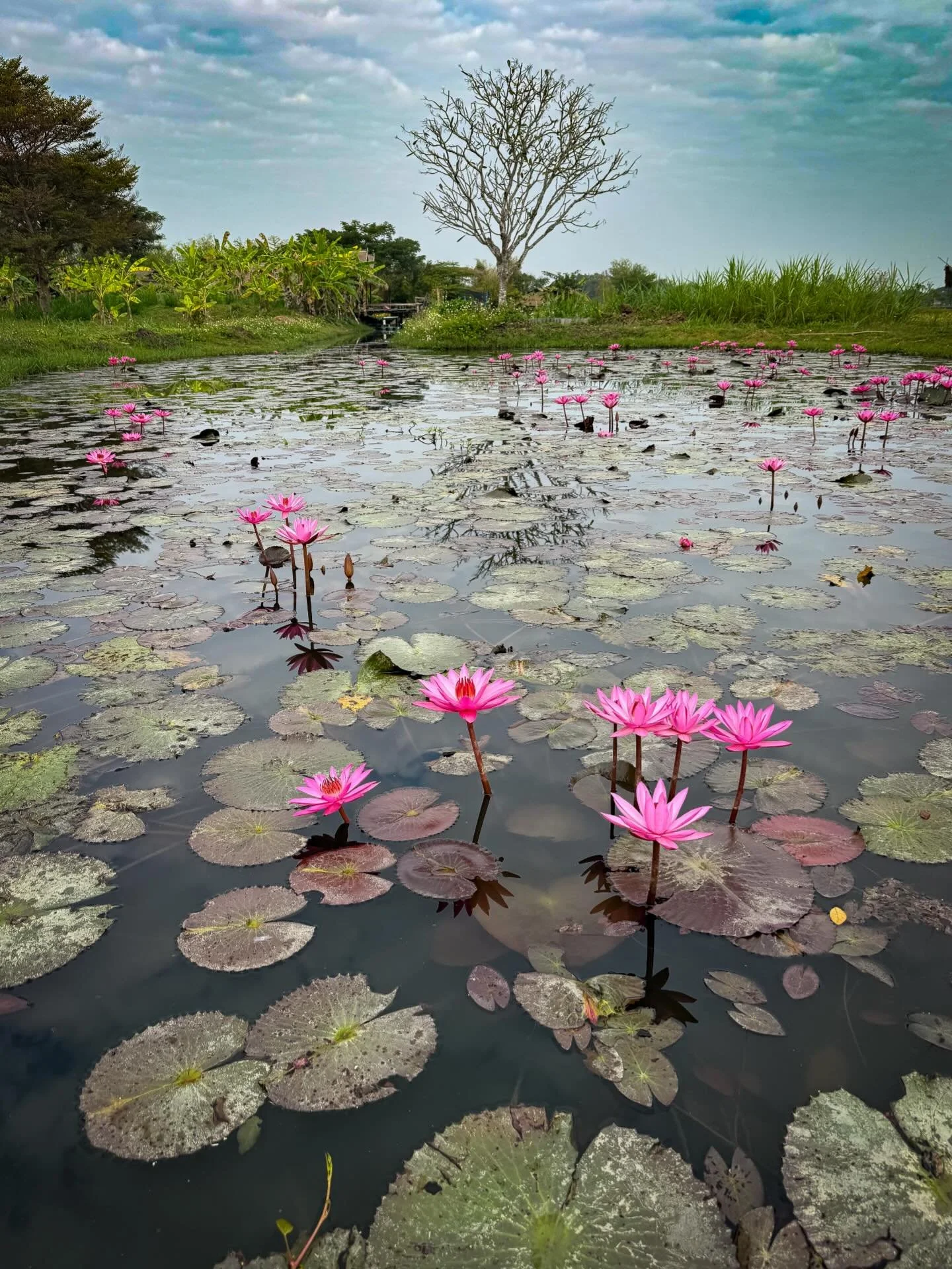 #lotusflowers #thailand #thailandtravel