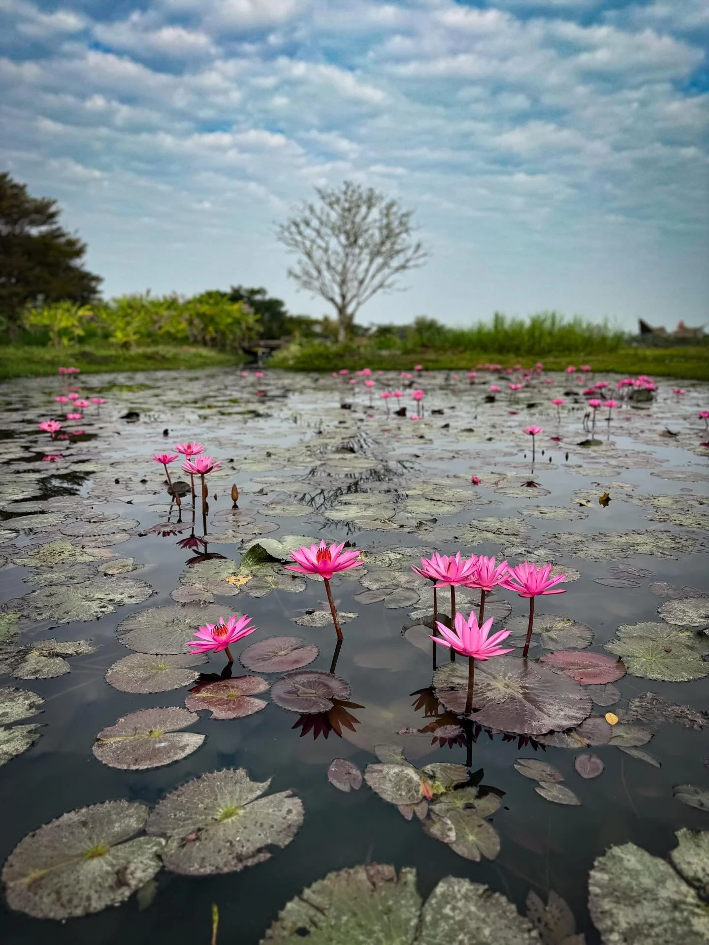 #lotusflowers #thailand #thailandtravel