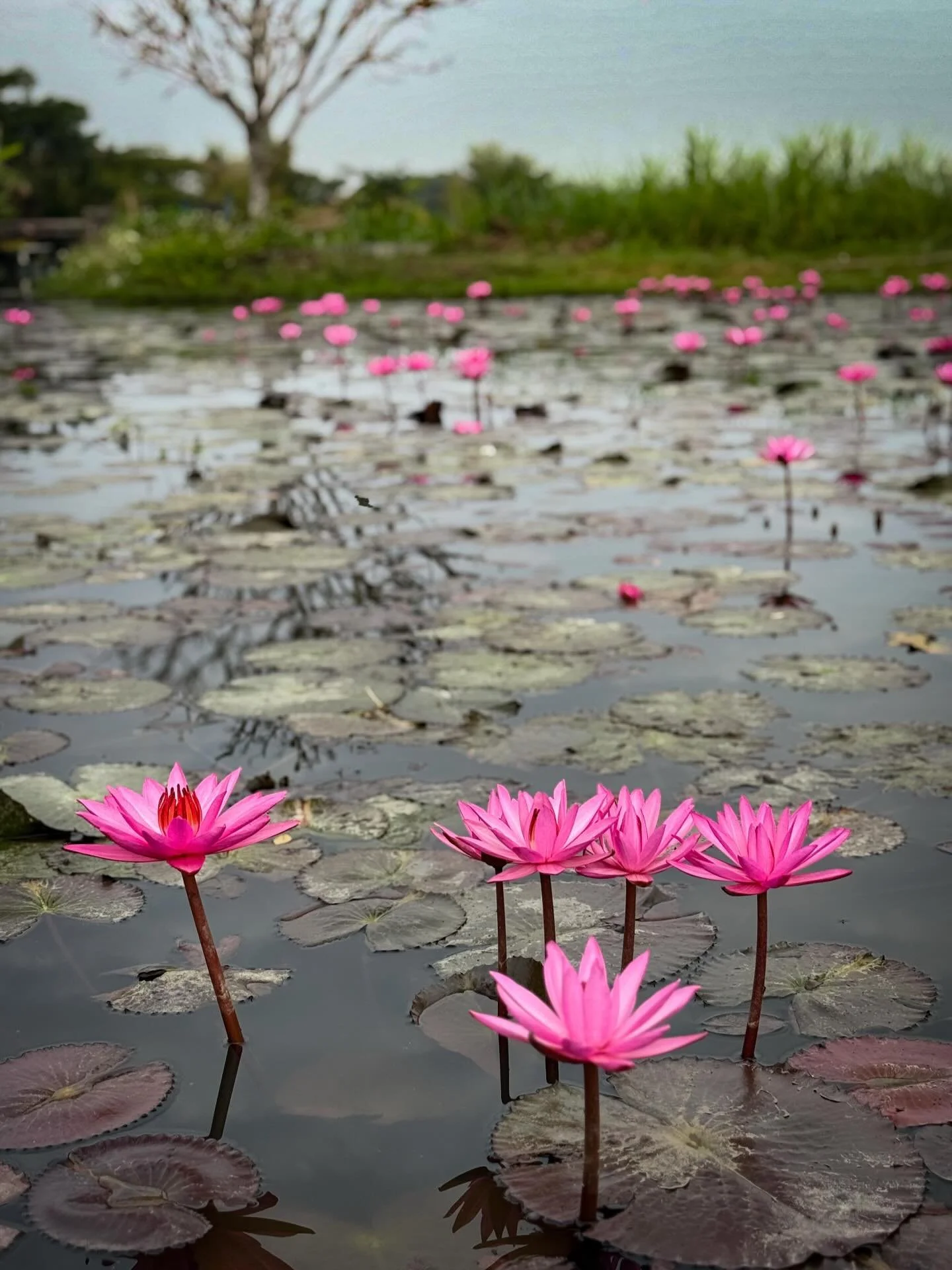 #lotusflowers #thailand #thailandtravel