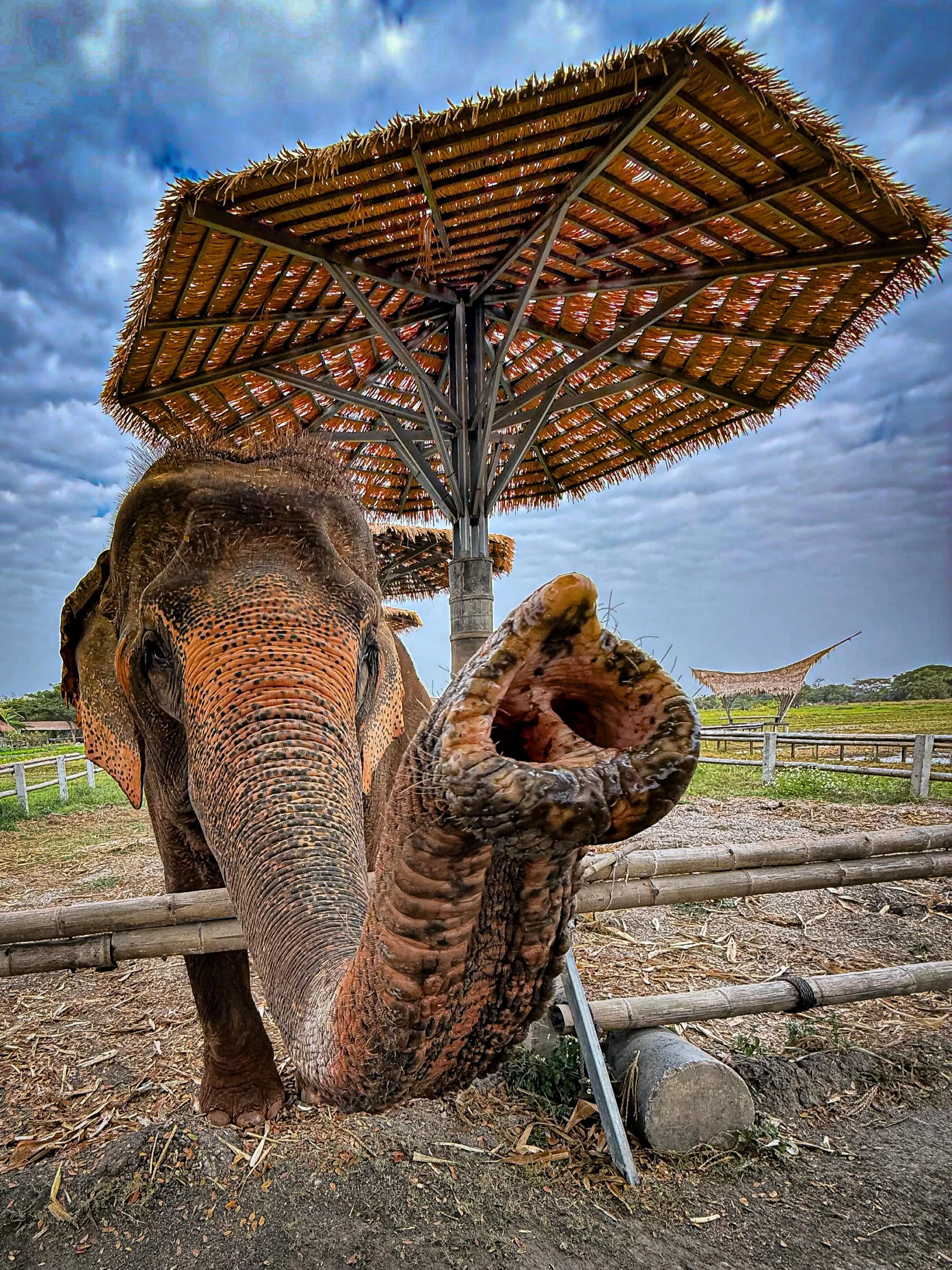 #elephants #thailand