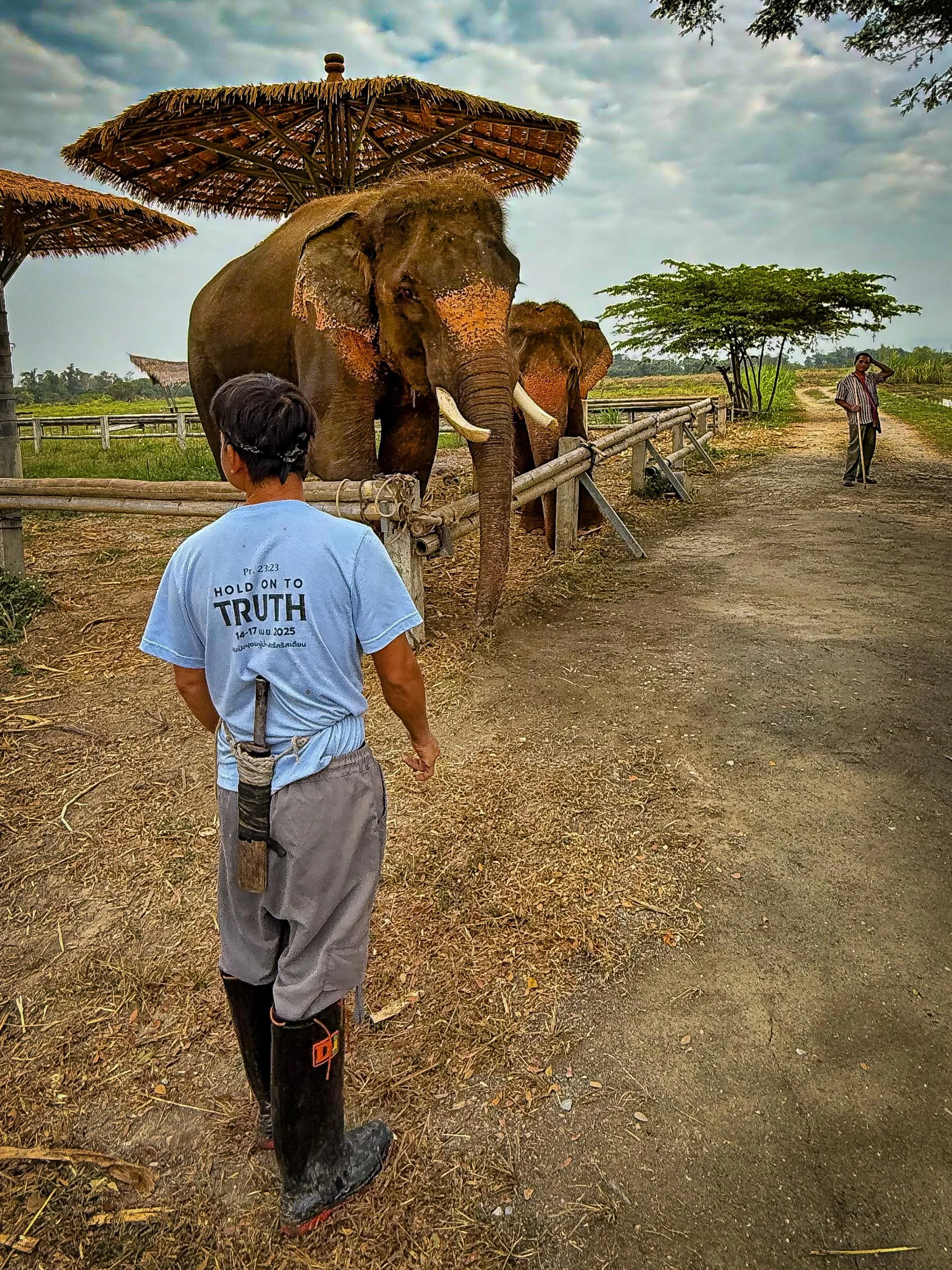 #thailand #elephants