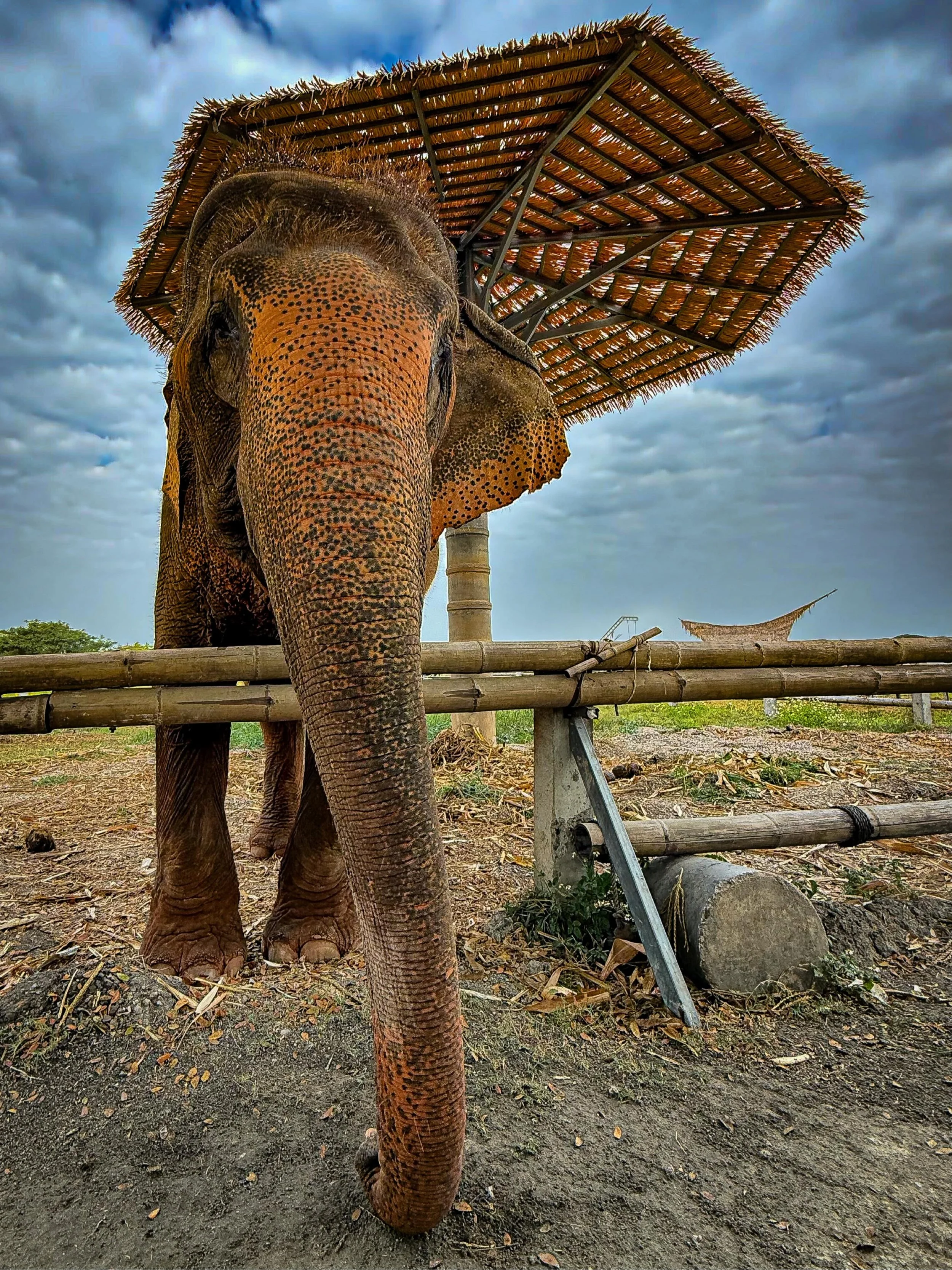 #elephants #thailand