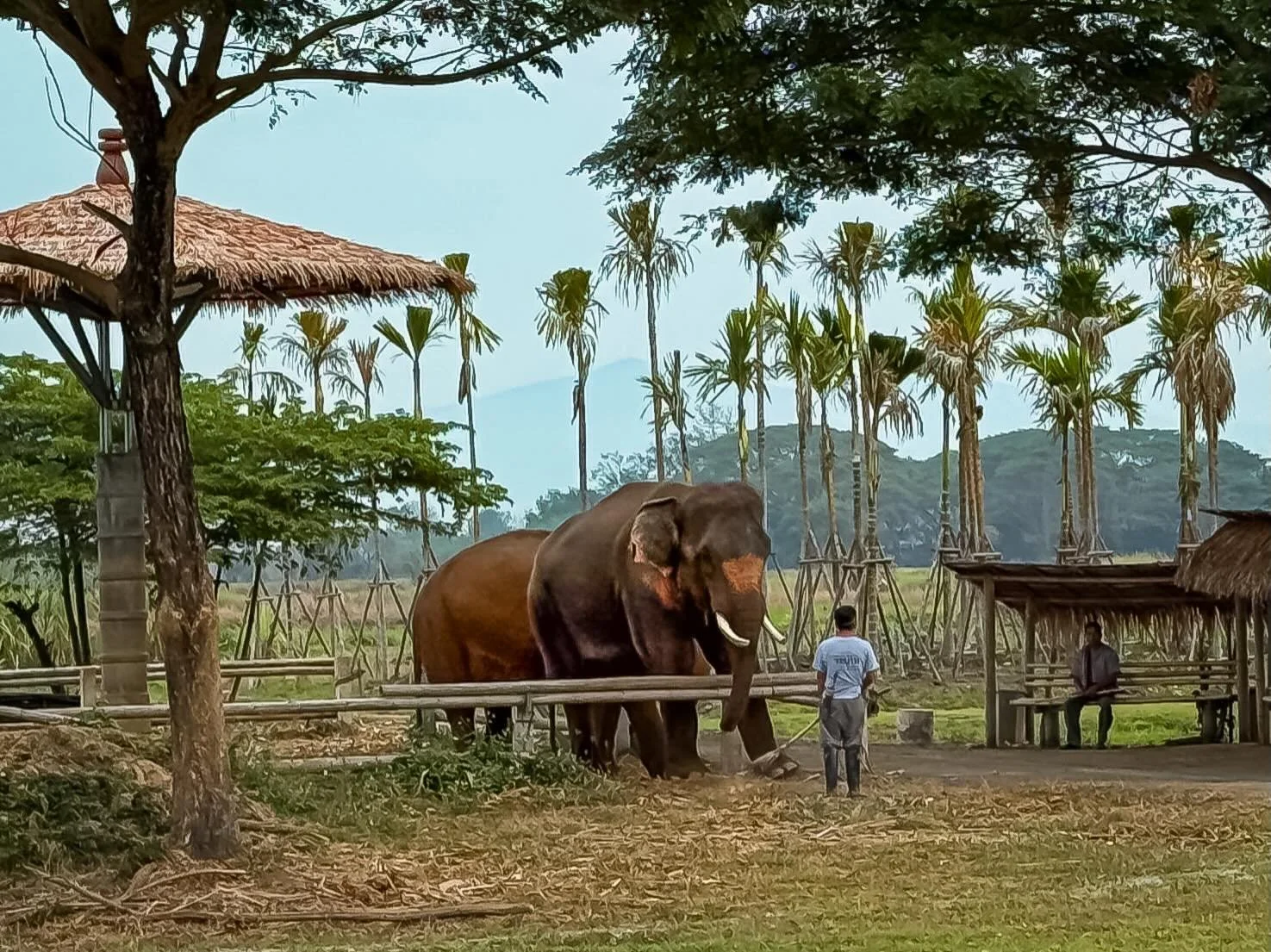 #elephants #thailand