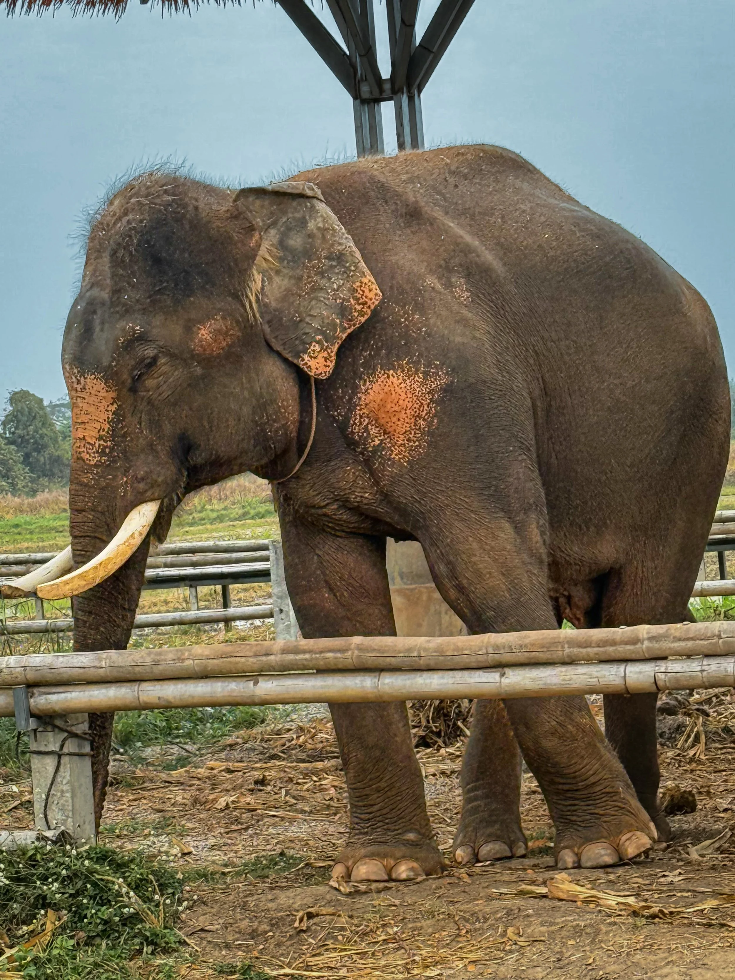 #elephants #thailand