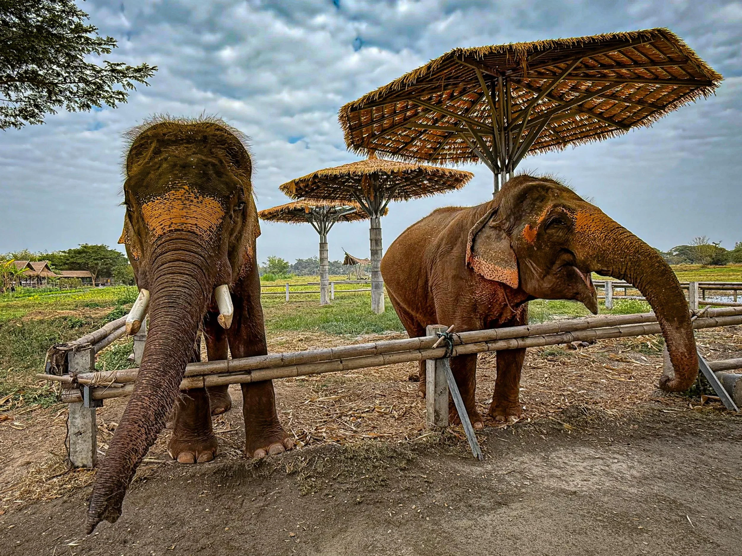 #elephants #thailand