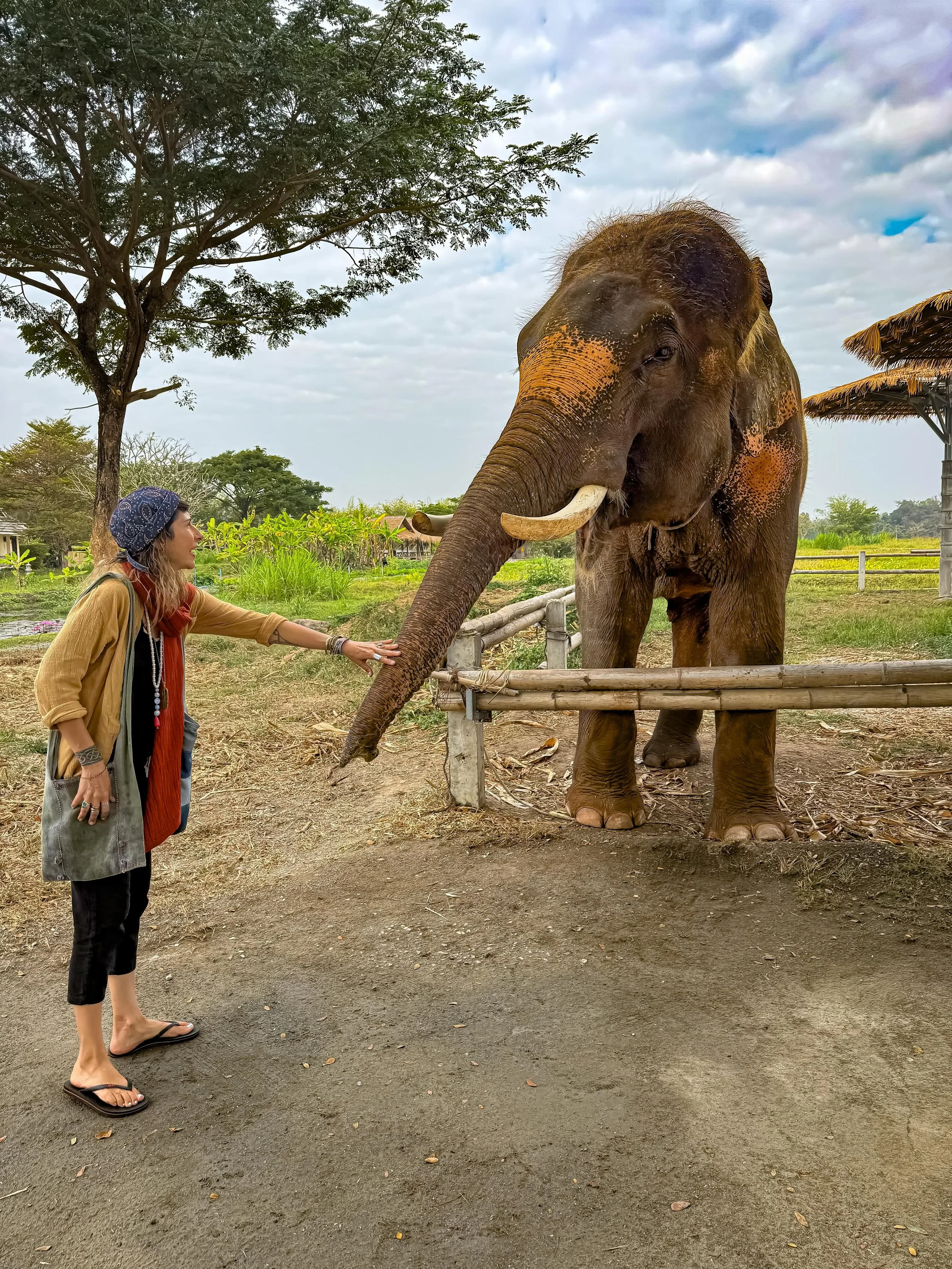 #elephants #thailand