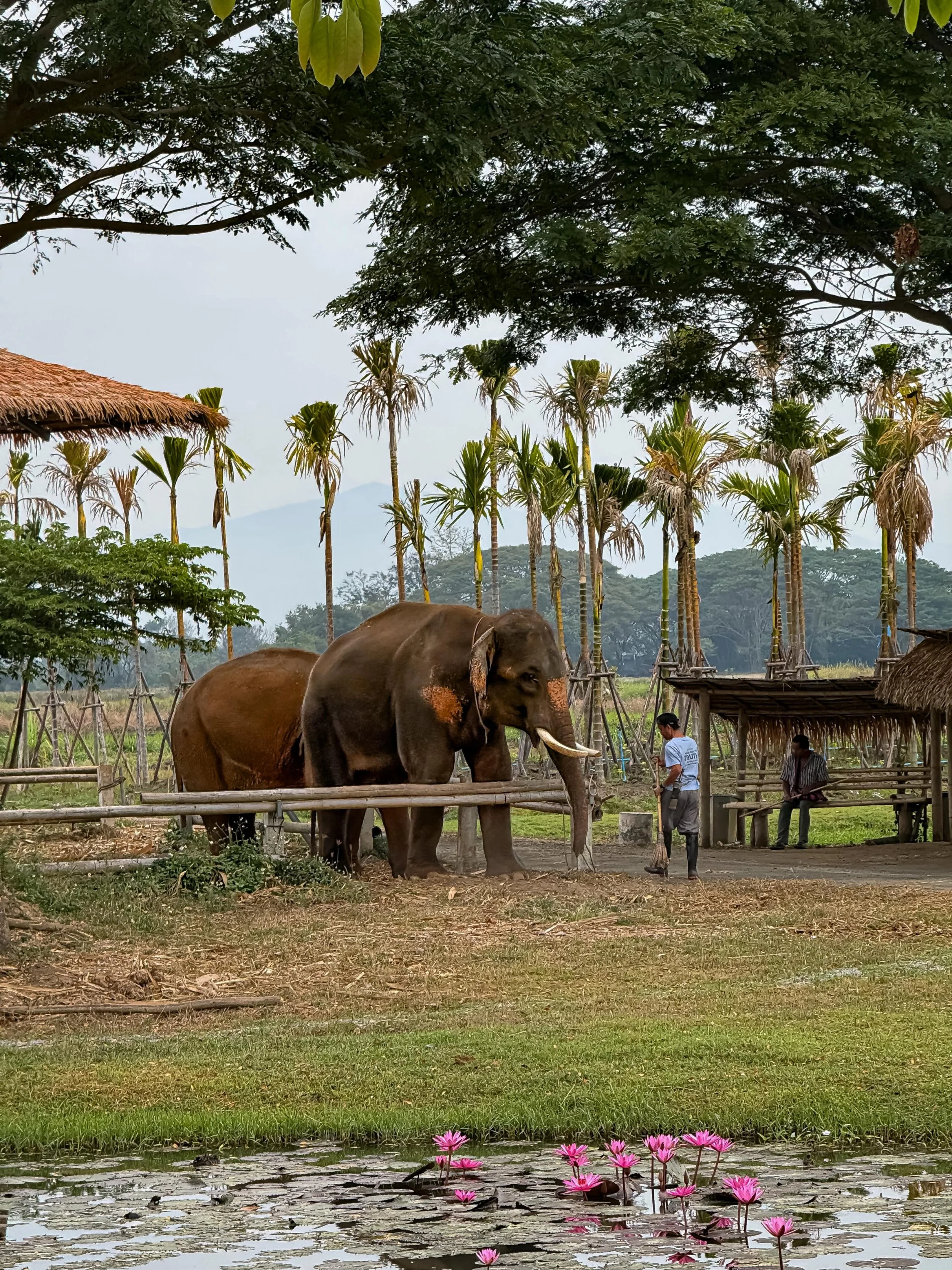 #thailand #elephants