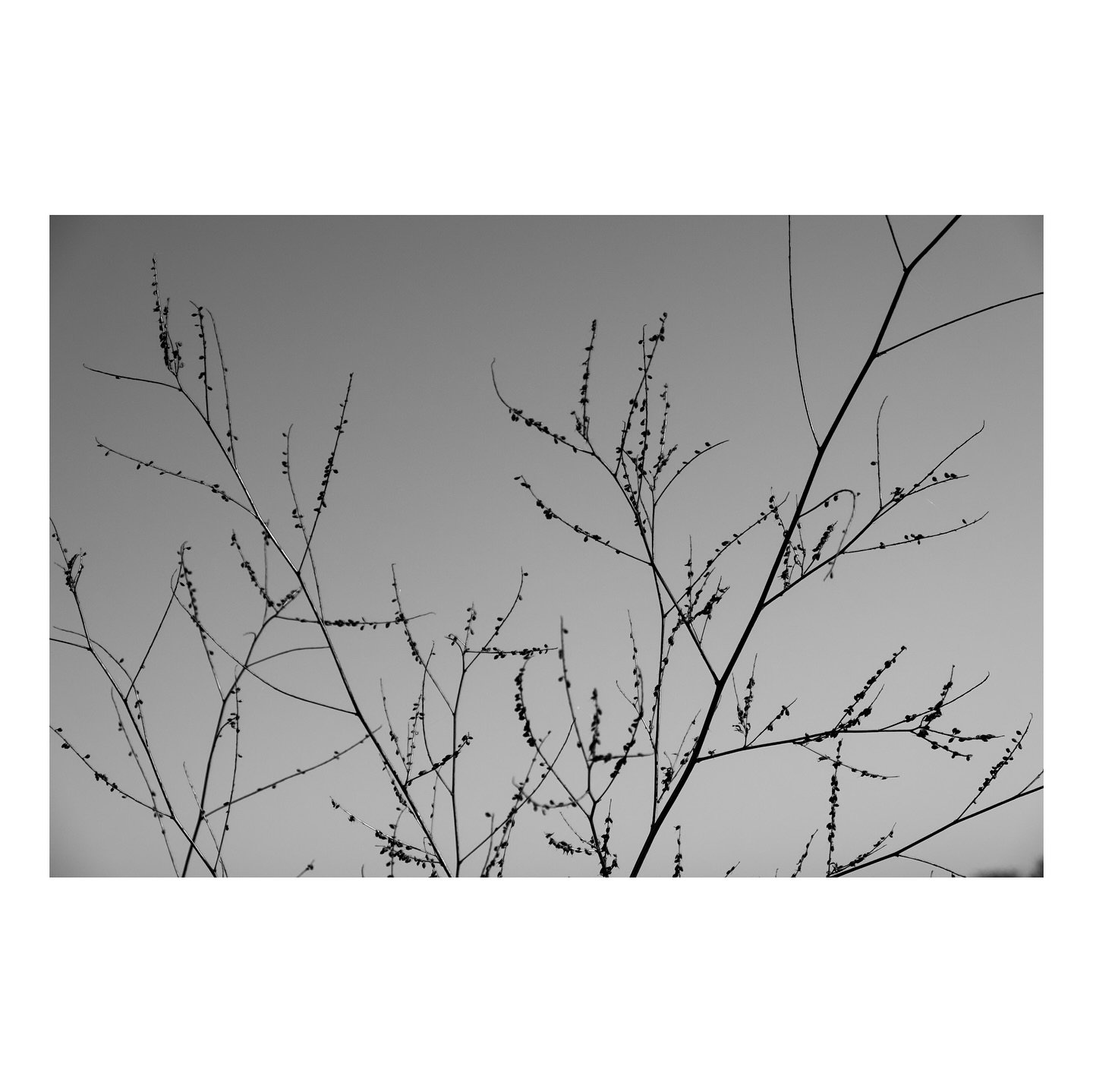 I often find the negative space of a cloudless sky as a great background canvas for all kinds of subjects if you get low enough and expose for the sky.