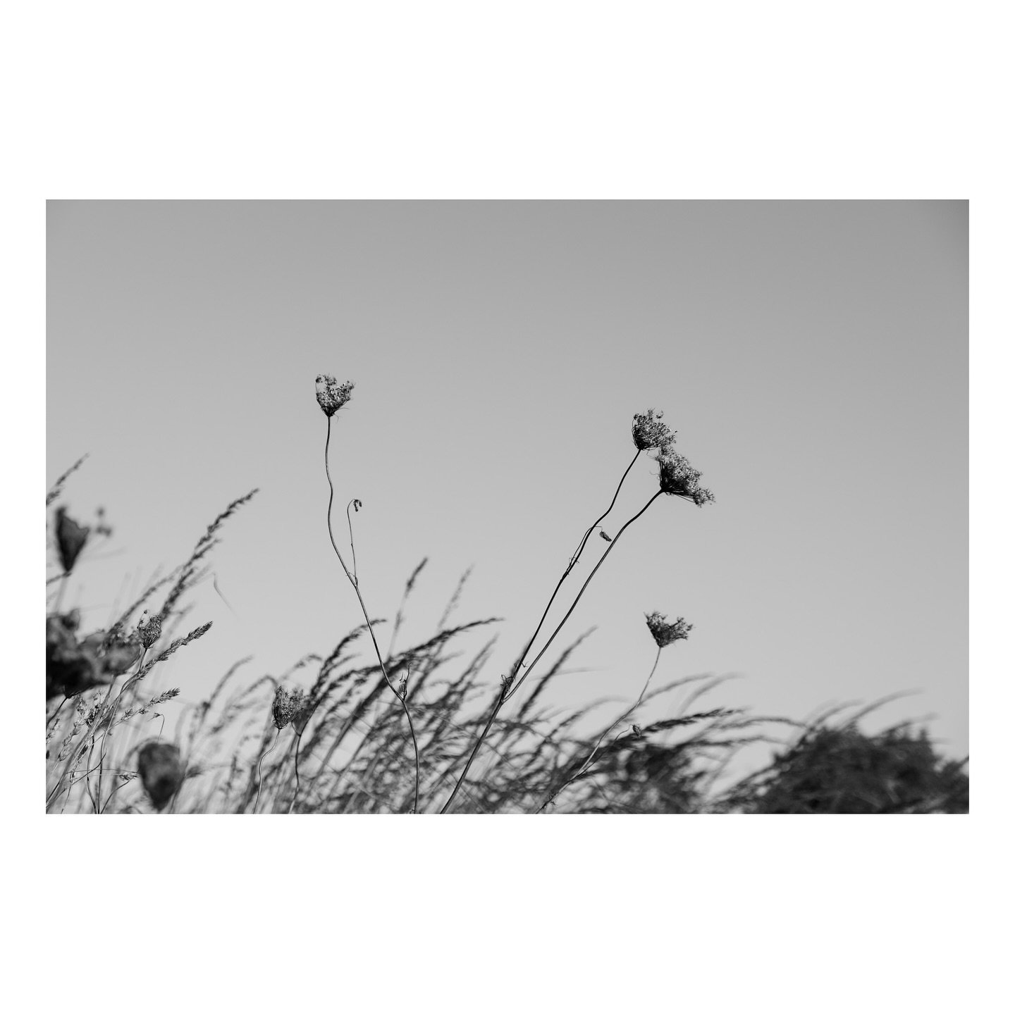 Even the dead or dying plants have their own unique appeal. The lack of color contributes to the experience of seeing a plant not knowing instantly from the color where it likely is in its life.
