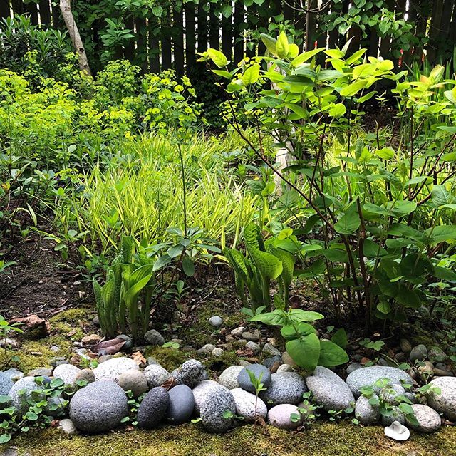 Fern Court is looking so lovely...
#fern #sculpture #ceramics #gardens #shadesofgreen #gardendesign #props of life #elledecor #camanoisland #green #interiordesign #greenthumb