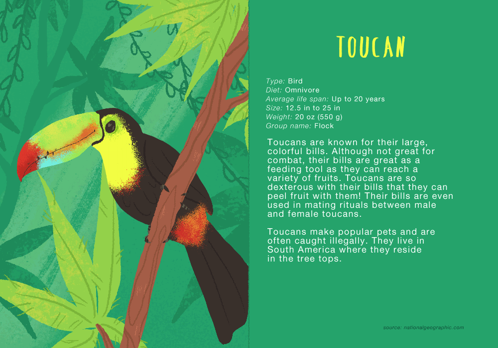 toucanforzoo.gif