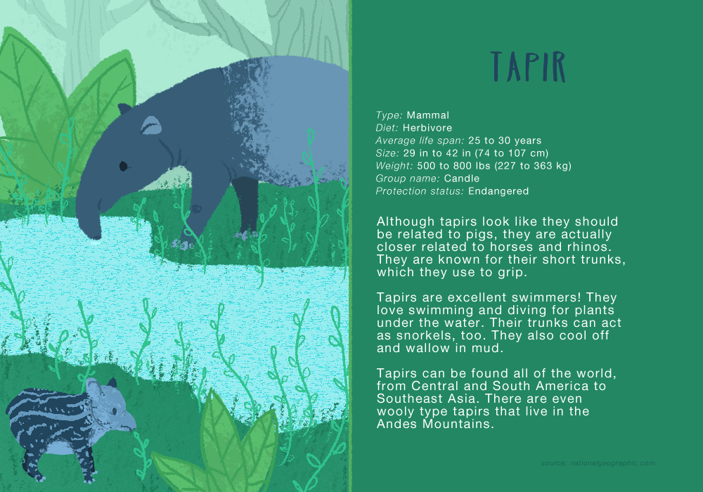 tapirforzoo.gif