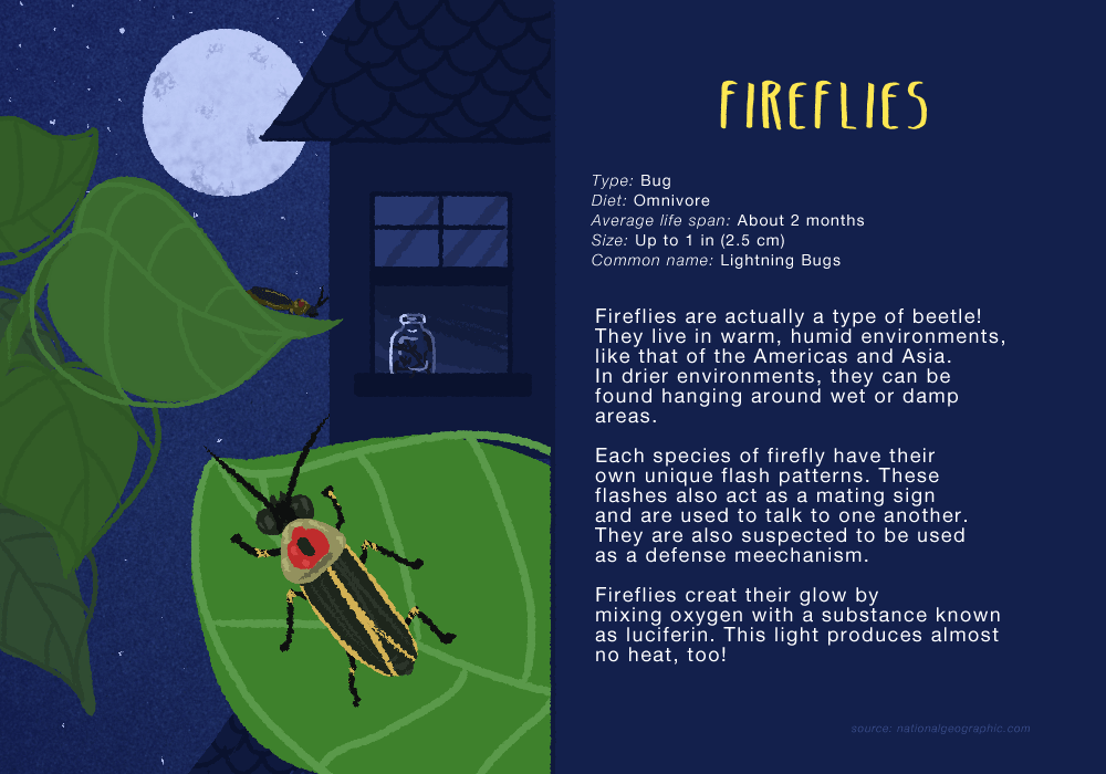 fireflyforzoo.gif