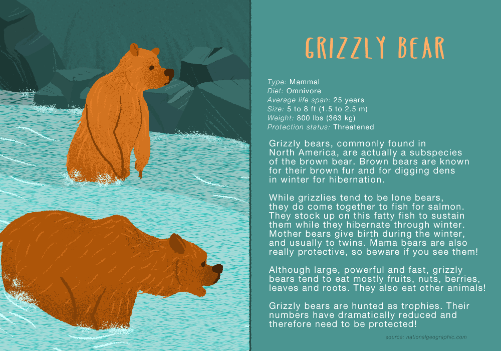 grizzly1forzoo.gif