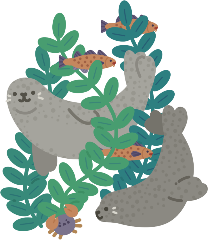 illustration of two seals swimming amongst kelp with fish and crabs