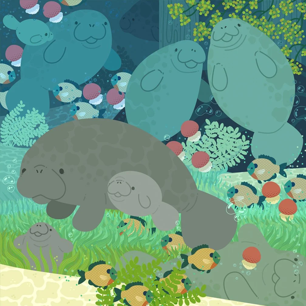 Florida Manatees 8x8 Matte Print