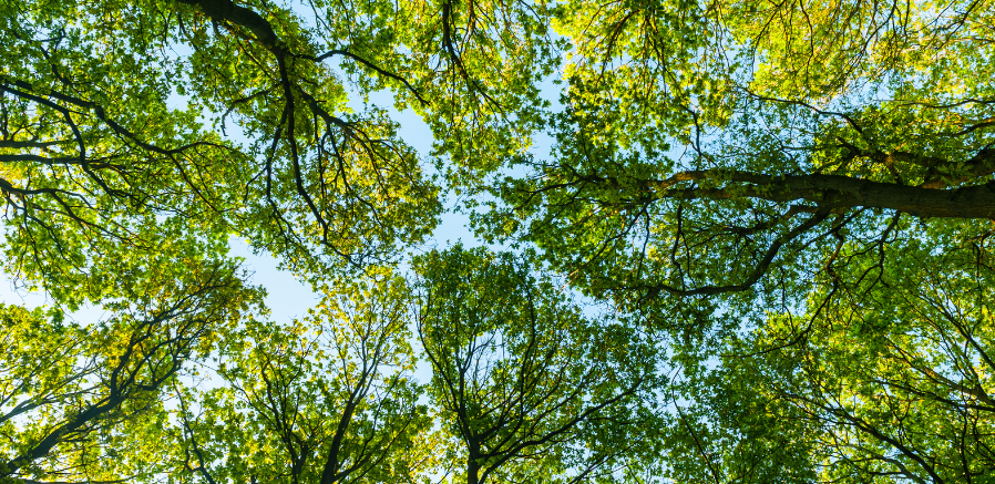 It's Getting Hot(er) in Here: The Role of Trees in a Hotter Louisiana