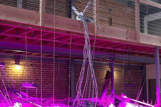 Here are some images of my installation “Transplants” for the Unearthed show back in September. It was certainly a community effort to assemble this strange floating irrigation system, which was fed by the building’s water supply. With it I attempted to nurture transplanted plant life from the surrounding area and create a cyclical closed system to sustain it. I never quite worked out all the kinks but I am satisfied with the results. This is my comment on the pursuit to flourish amidst outstanding social fractures in Oakland that specifically include displacement and inequity under a corrupt system that directly oppress the poor and pushes those already at the margins further from opportunity. What type of support system do we erect for ourselves and as a collective simply to survive? How do we flourish and create space where others may flourish? Are not our aspirations to to do so the very catalyst that can see us through harsher realities? I certainly hope so. In the 10 years living here I’ve constantly been wowed by the efforts of citizens to carve out space for flourishing despite economic woes. There are too many to count, but to name just a few: Oakland superhero’s mural project, the attitudinal healing center, east bay arts alliance, creative growth, youthspeaks, agencies that combat child sex trafficking, the many non profit volunteer based after school programs. It is uncanny that this small project we put together could be in such close proximity to the Black Panther Community Garden, an organization that is the source of many of these types of grassroots efforts. I am grateful for the perspective I’ve been given to see people effect real change through their actions. Thank you, @shood____ for helping me gather materials from the neighborhood, @katieswanarts for helping me fortify dirt into soil and growing clover; Christine Ferrouge for the glass bottles and for co-curating the show, Brianna Saldivar for helping to relocate some of the material to the garden next door. Thank you also the other artists for making this such a fulfilling experience. Y’all are incredible! @laurajoycedavis @francis_baker_studio @thewind.in.thetrees @daveyoungkim