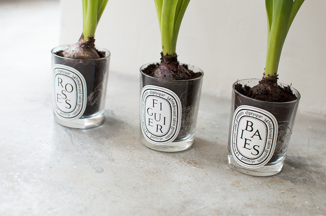 LOVE this idea about planting bulbs in none other than one of our all time favorite candle lines, Diptyque ! (anyone know where this image came from? would love to tag the owner)