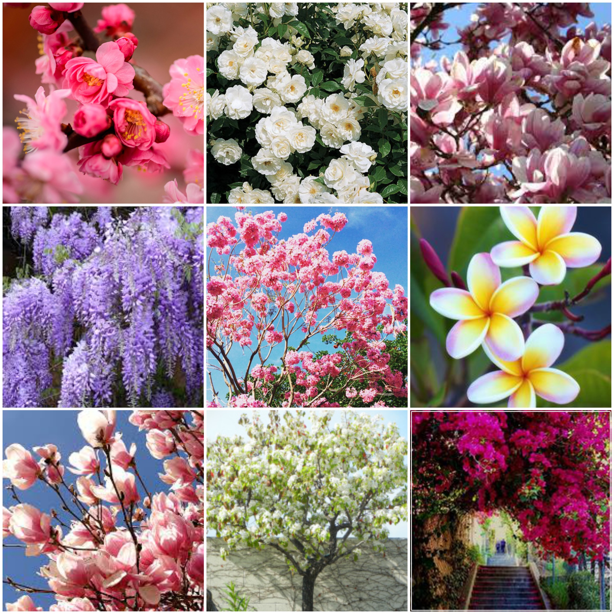 All flowers we can find just walking down any street in LA! Lucky us! The rare sight of cherry and plum blossoms has us all like.....