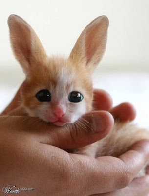 ICYDK we are also obsessed with Bunnycats....