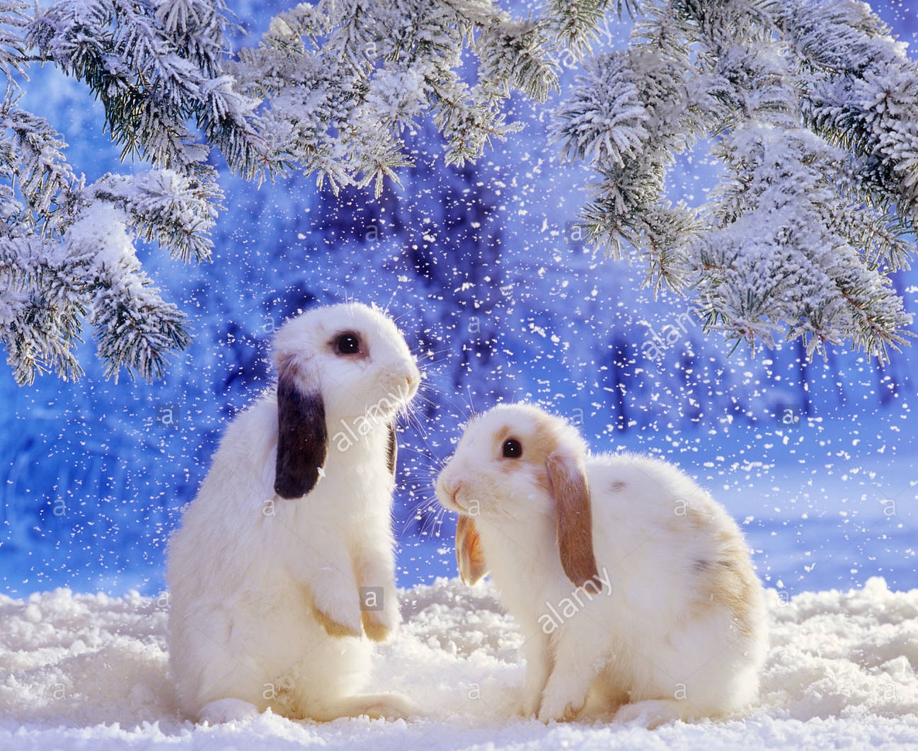 two-lop-eared-dwarf-rabbits-in-snow-AC826Y.jpg