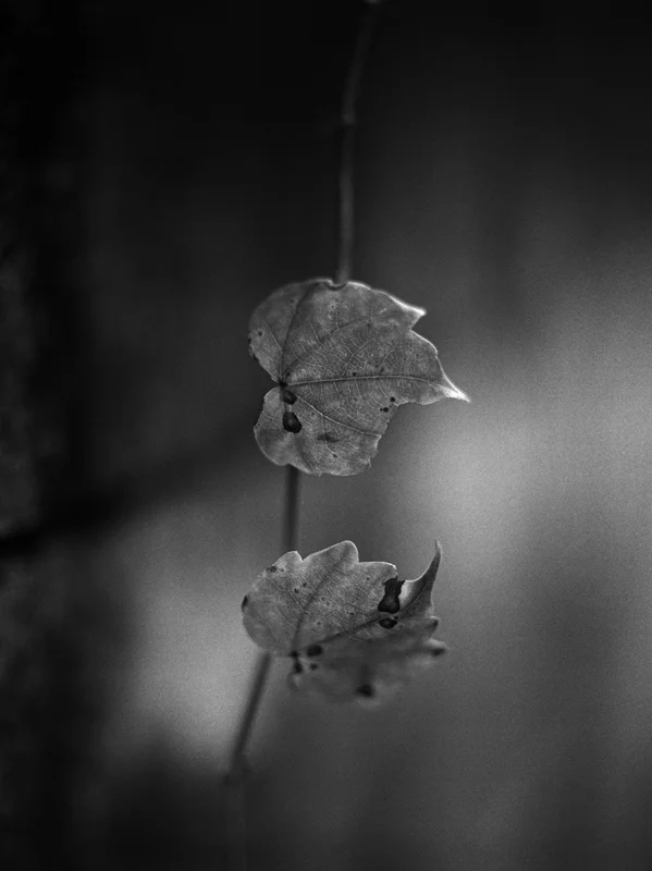 leaf-closeup