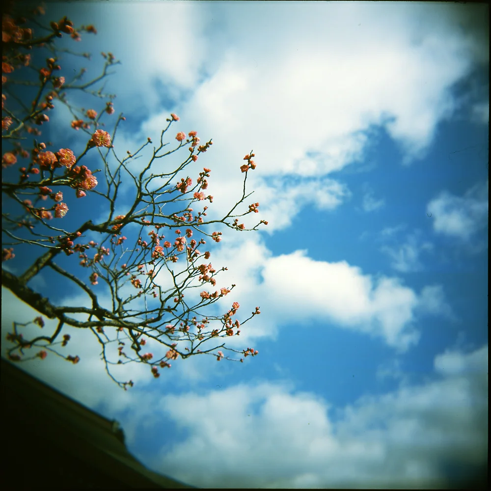 early blossoms in Nara
