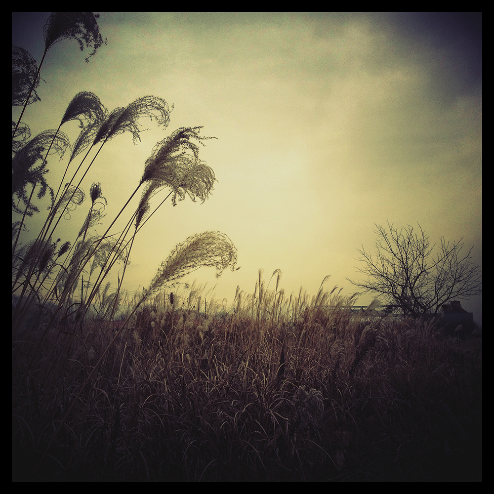 Tamagawa - Cold Day