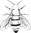 Table Bee.jpg