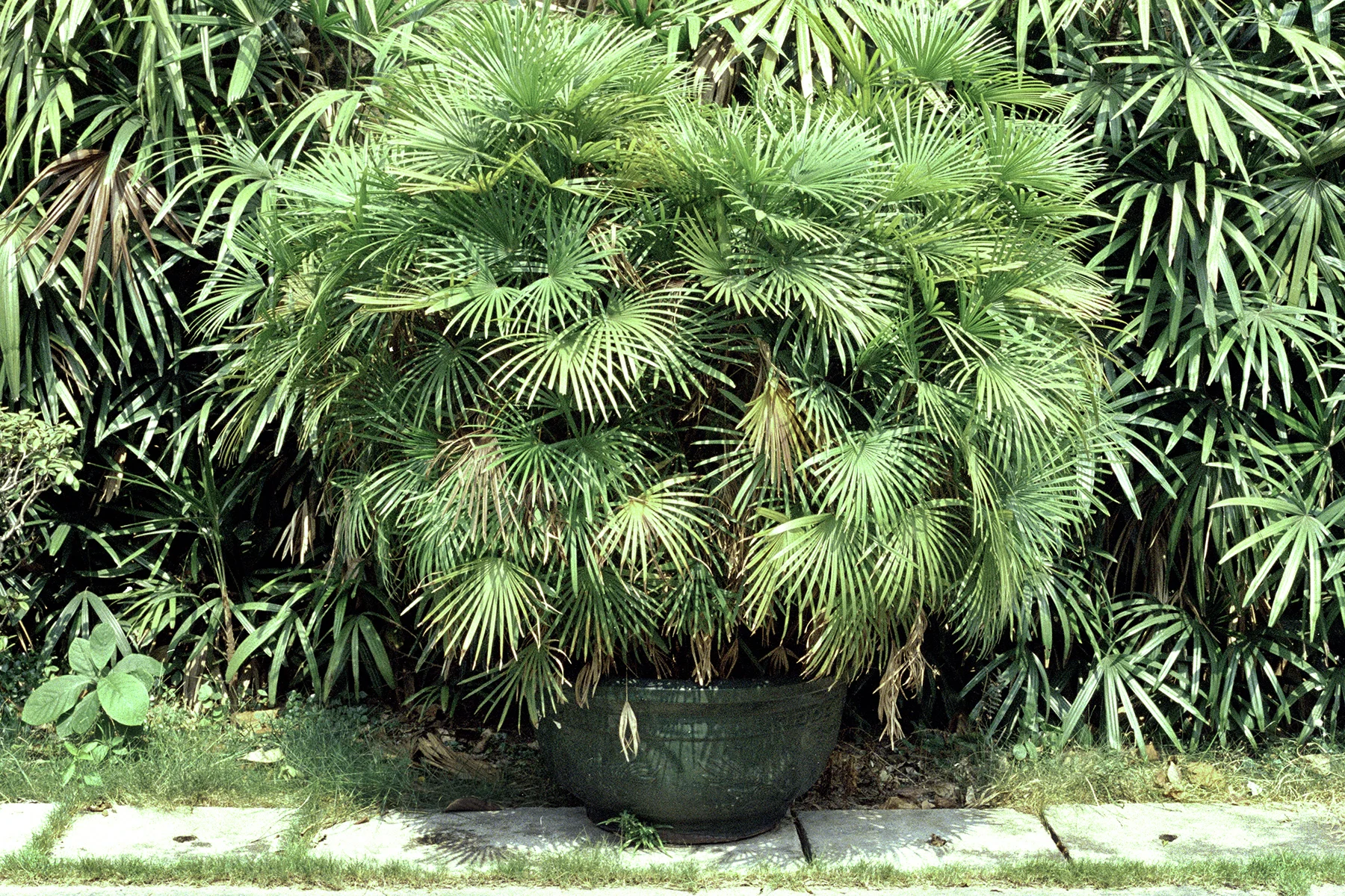 Park Plant.jpg
